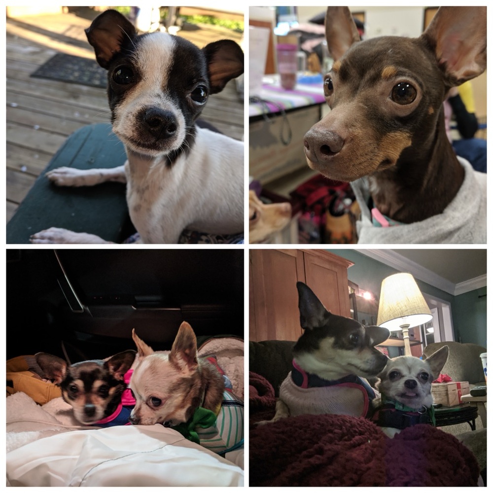 Flyer - Picture 5 of 13